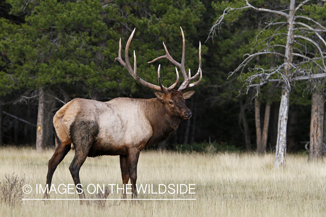 Rocky Mountain Bull Elk in habitat.