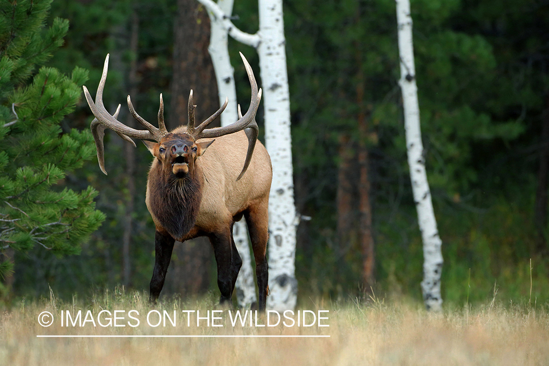 Rocky Mountain Bull Elk bugling in habitat.