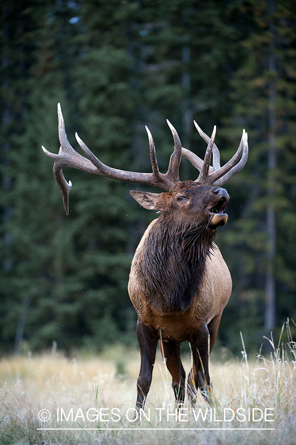 Bull elk bugling.