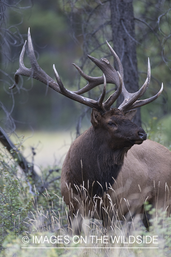 Bull elk in field.