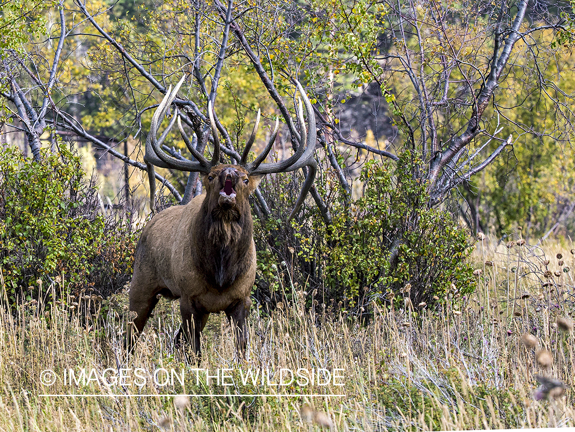 Bull elk bugling.