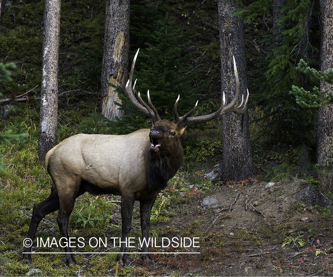 Bull elk bugling.