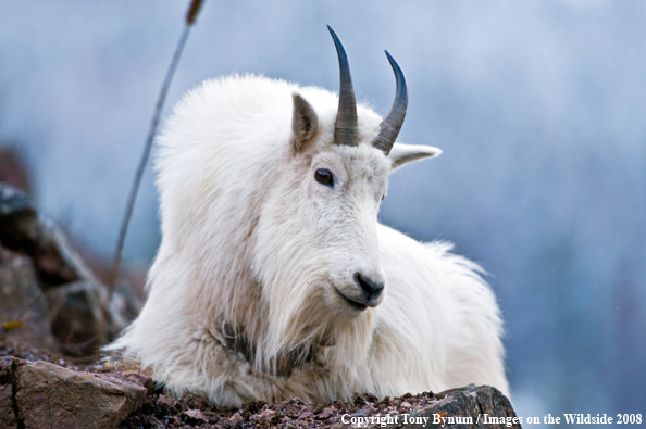 Billy Mountain Goat