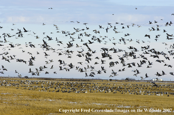 Snow Geese