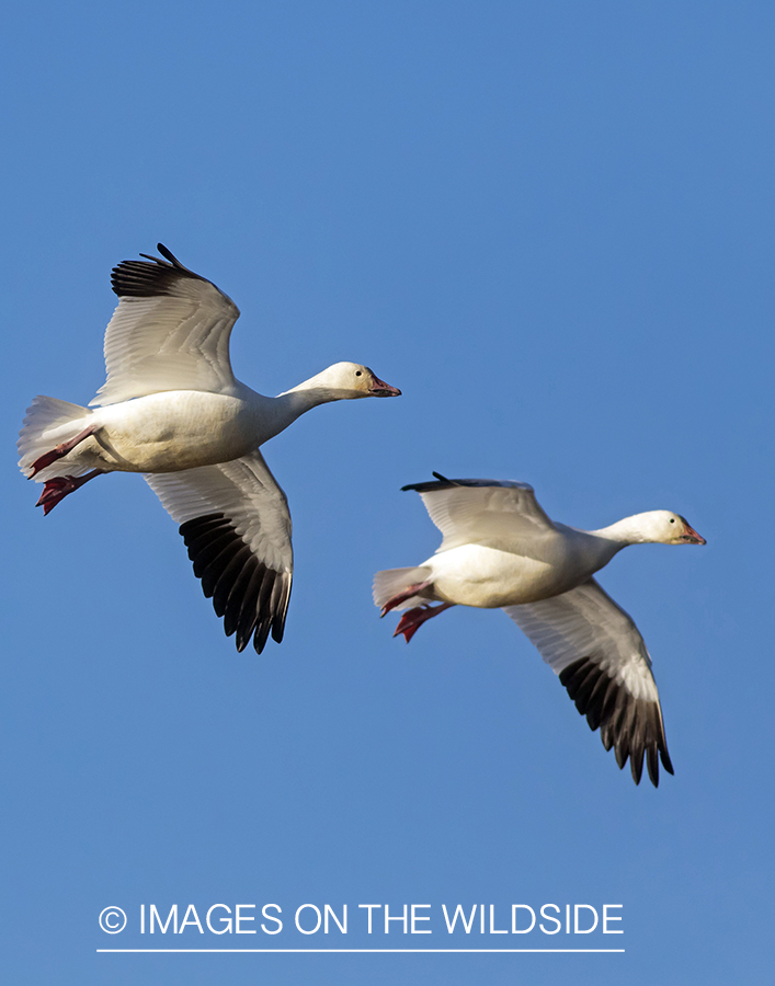 Snow geese in flight.