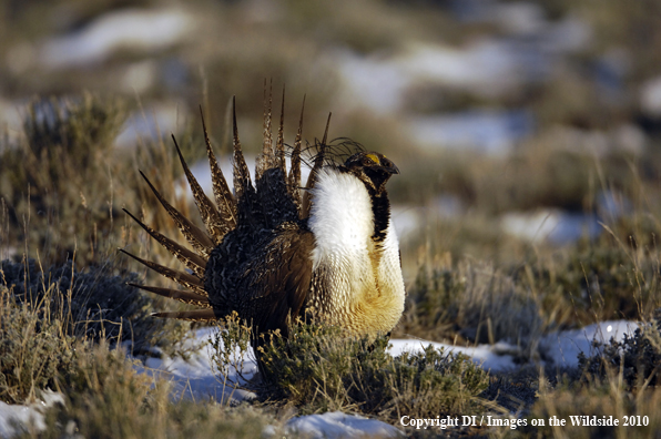 Greater Sage Grouse, Oregon, Strutting durring the mating season 

