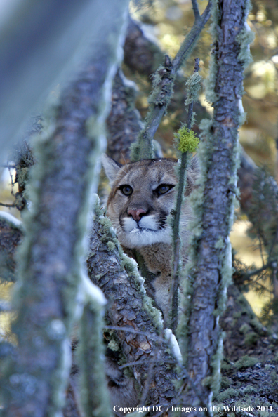 Treed Mountian Lion. 