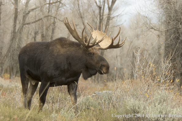 Shiras bull moose in Rocky Mountains.