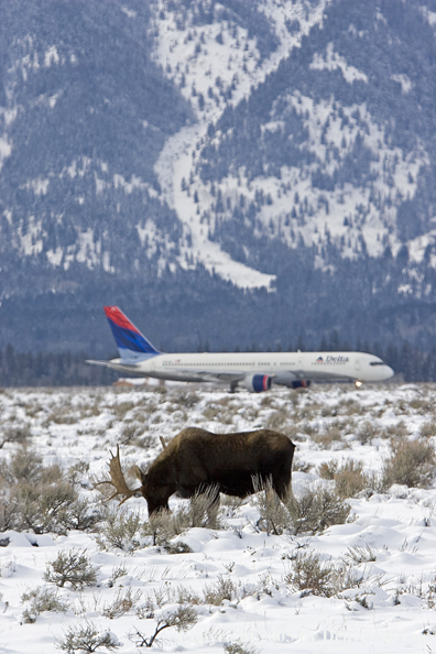 Shiras bull moose eating in habitat with Delta jet in background.