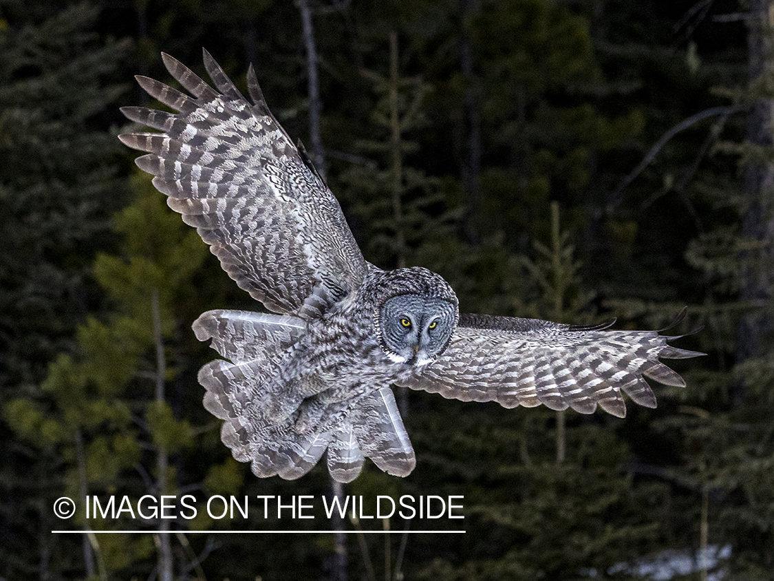 Great Grey Owl in habitat.