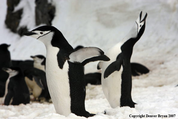 Chinstrap penguin in habitat