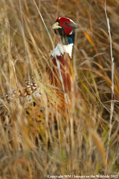 Ring-necked pheasant in habitat. 