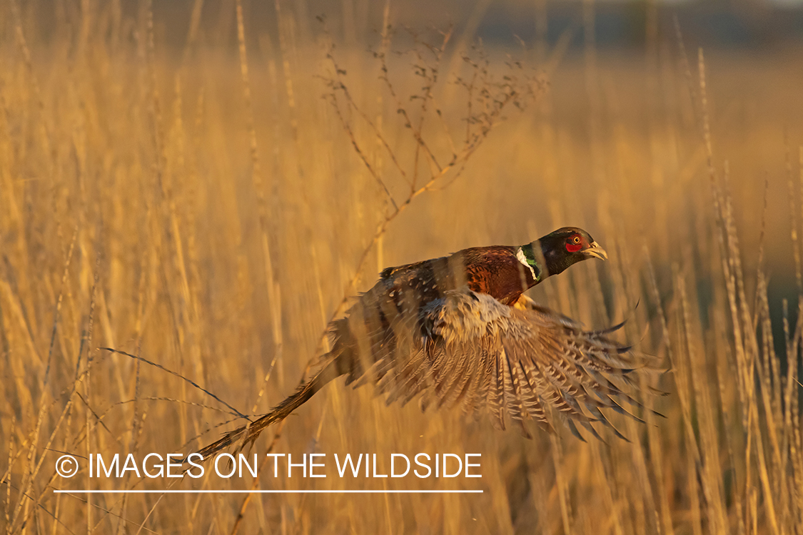 Ring-necked pheasant in flight.