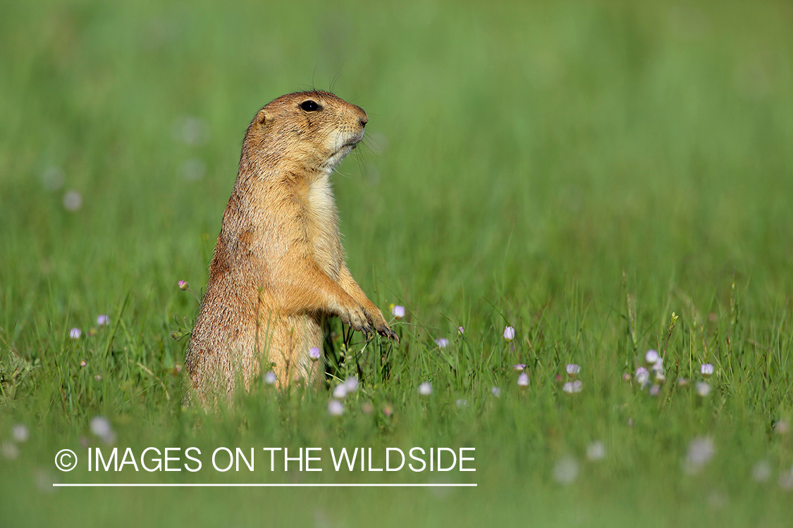 Prairie dog in habitat.