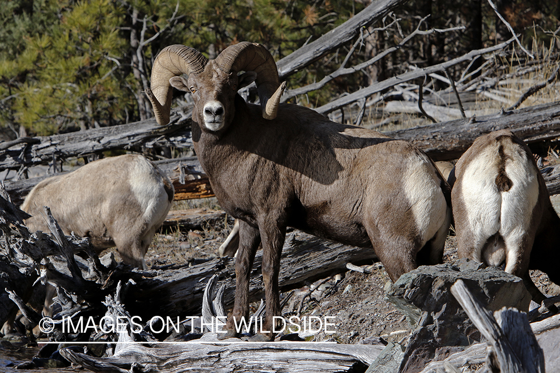 Rocky Mountain bighorn sheep in field.