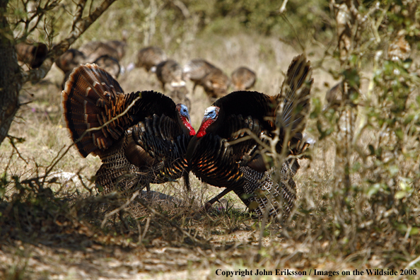 Eastern Wild Turkeys