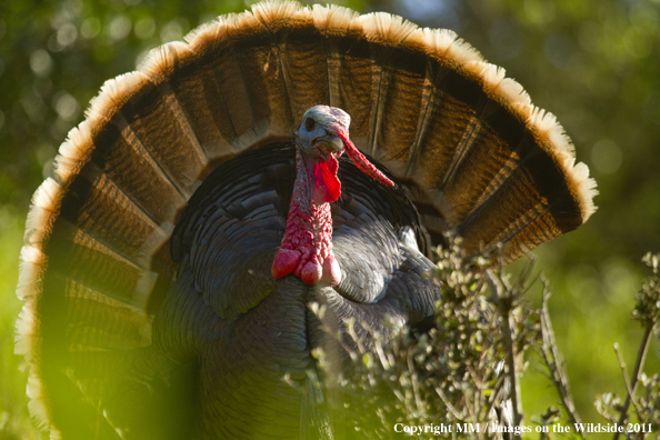 Eastern Wild Turkey in habitat. 