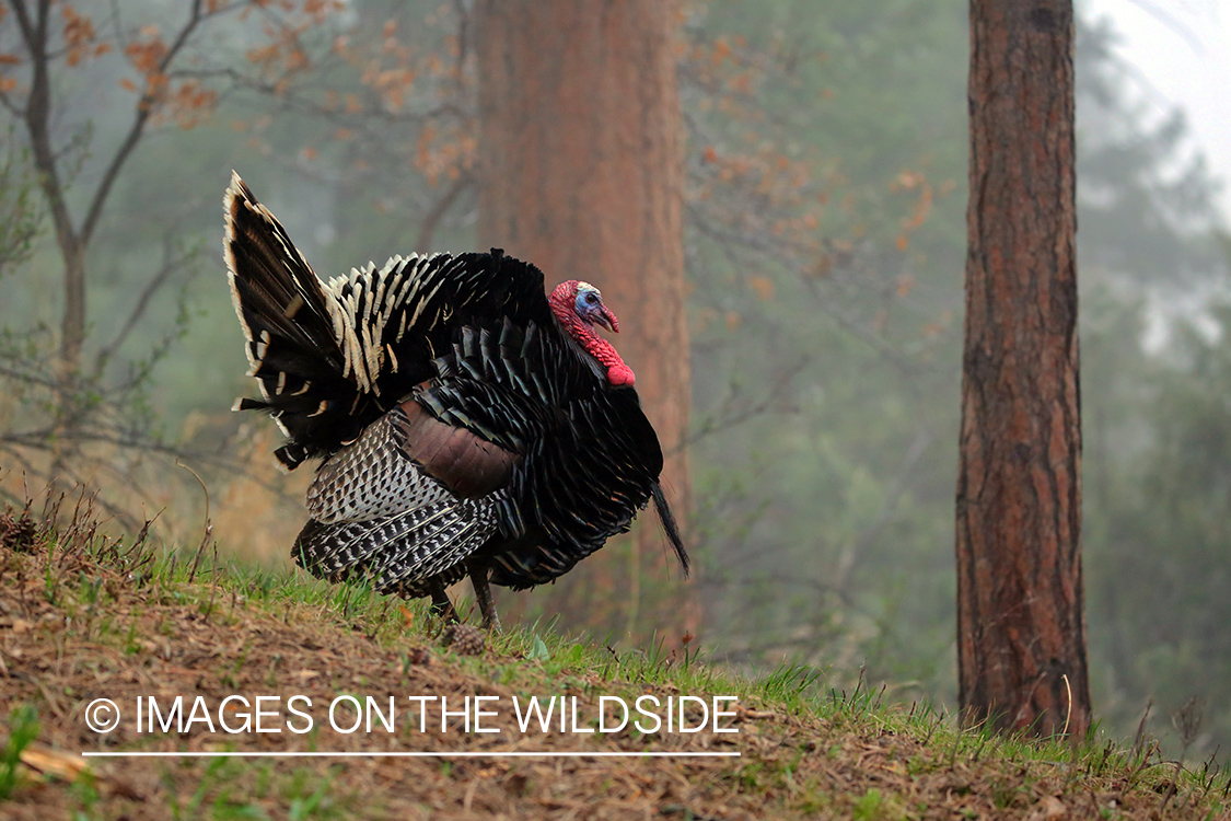 Merriam Turkey in habitat.