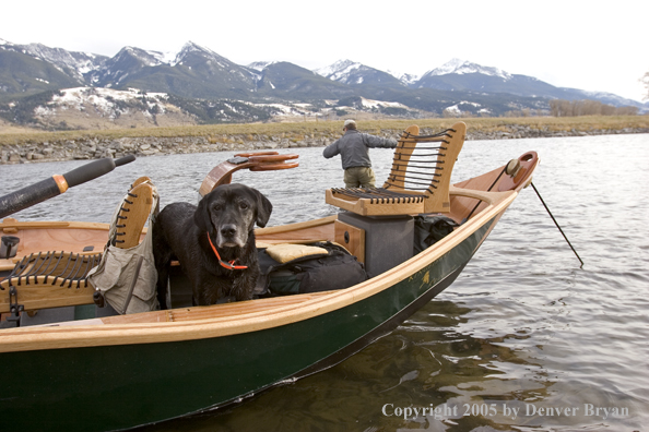 Black Labrador Retriever in wooden driftboat on Yellowstone River, Montana.