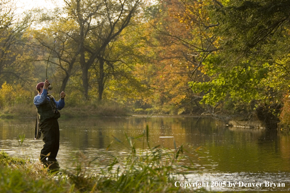 Flyfisherman playing fish.