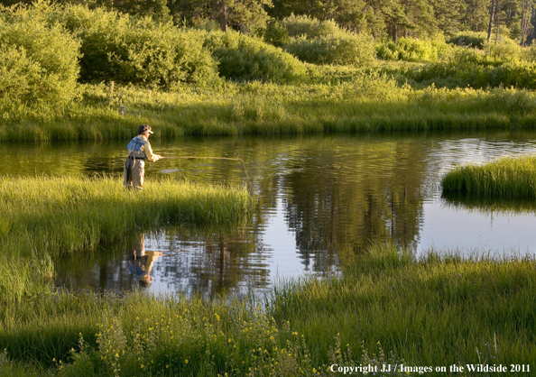 Flyfishing on Maple Creek, Yellowstone National Park. 