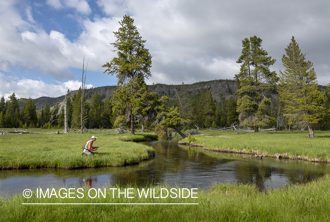 Flyfishing Little Firehole River, Yellowstone National Park.