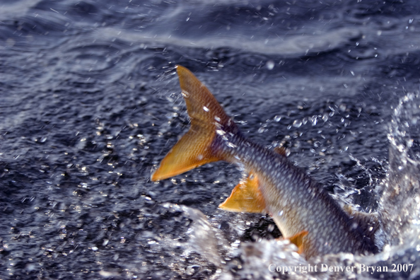 Lake trout fighting/splashing.