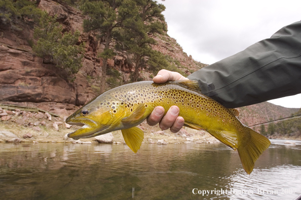 Brown trout being released by fisherman.