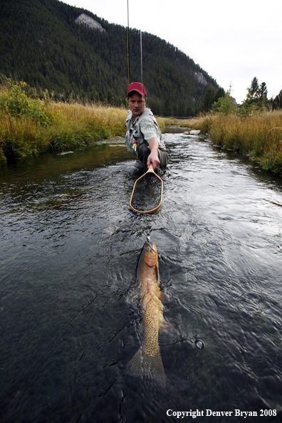 Flyfisherman Landing Cutthroat Trout