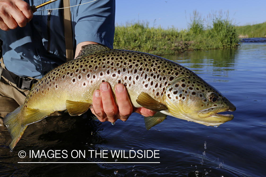 Flyfisherman with brown trout. 