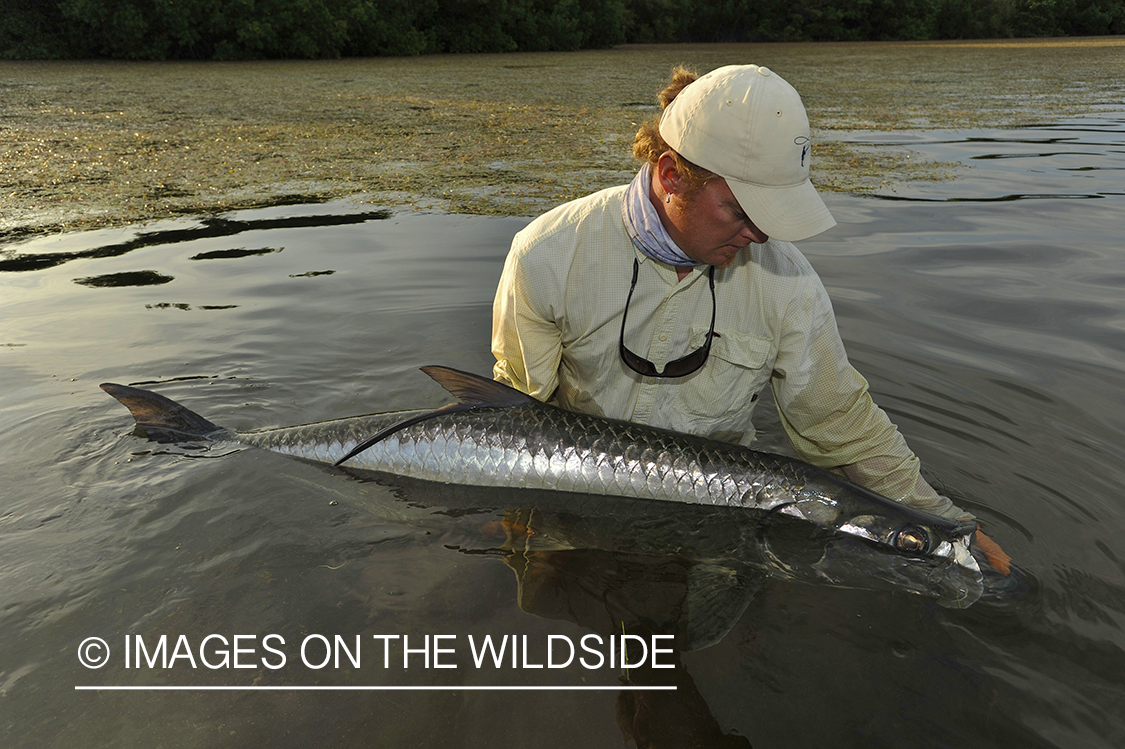 Flyfisherman releasing tarpon.
