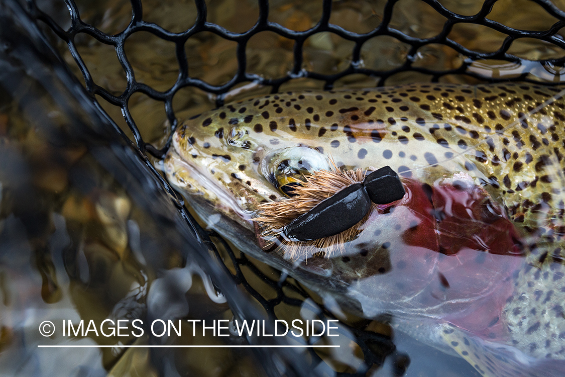 Rainbow trout in net with fly. 