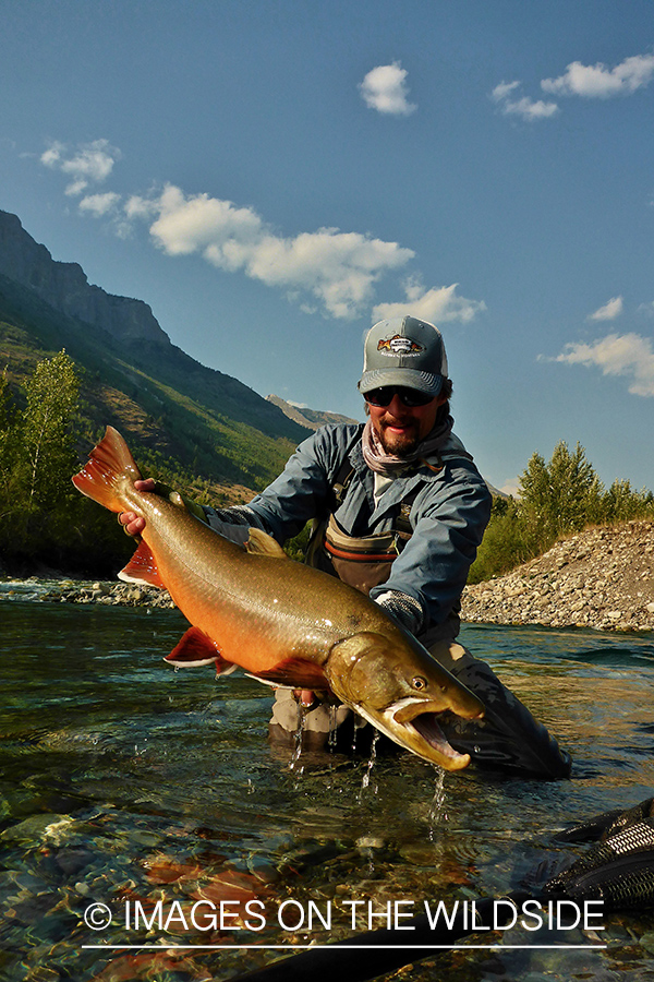 Flyfisherman releasing bull trout.