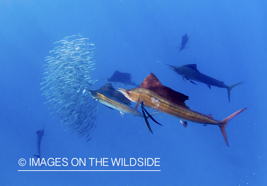 Sailfish with bait fish.