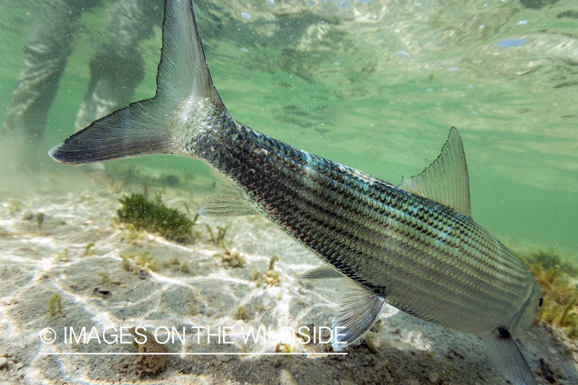 Flyfisherman releasing Bonefish.