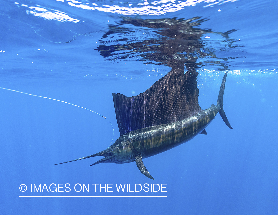 Hooked Sailfish underwater.