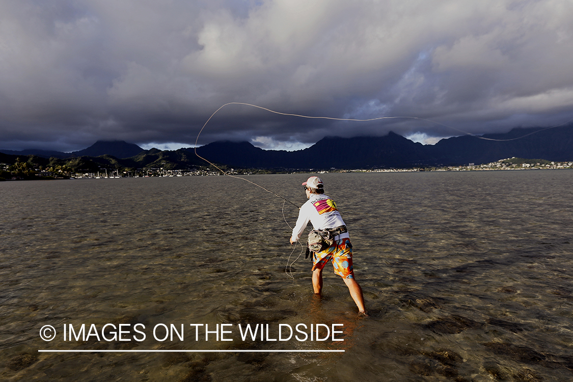 Saltwater flyfisherman fishing on flats, in Hawaii. 