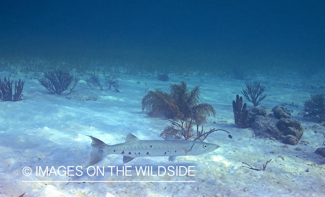 Barracuda in habitat.