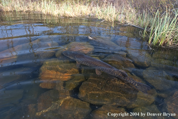 Northern pike in shallows.