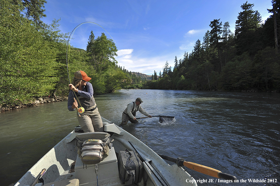 Flyfishers with hooked steelhead.