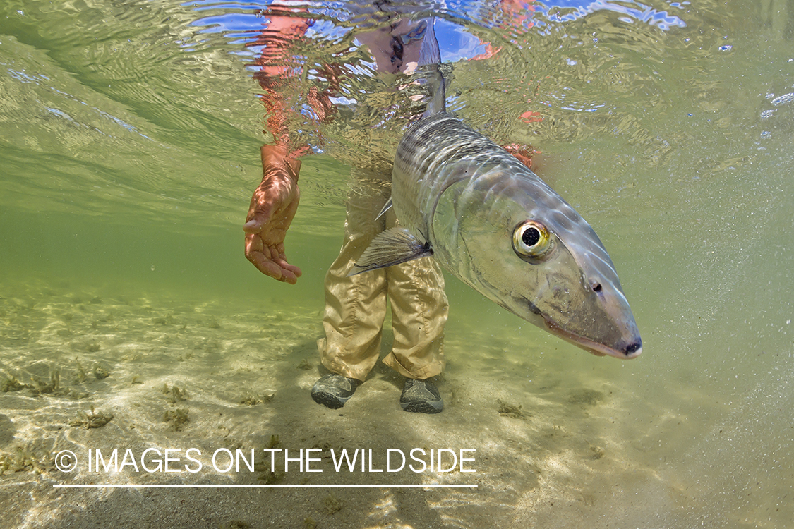 Flyfisherman releasing bonefish.