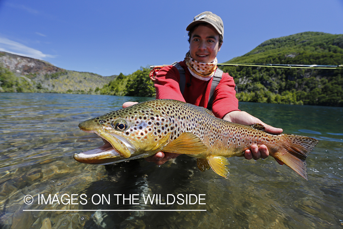 Flyfisherman releasing brown trout.