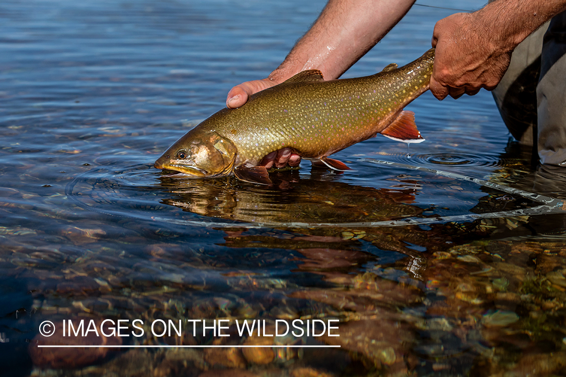 Flyfisherman releasing brook trout.