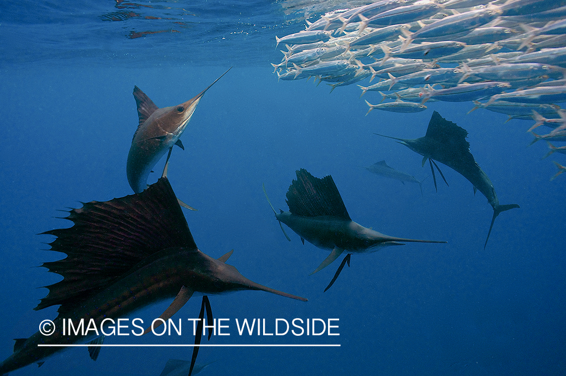 Sailfish hunting bait fish in open ocean.