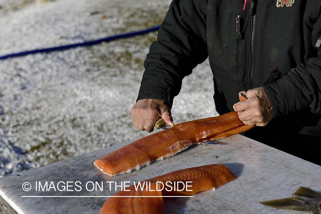 Northern native filleting Arctic Char.