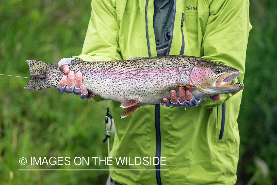 Flyfisherman with rainbow trout in Sedanka river in Kamchatka Peninsula, Russia.