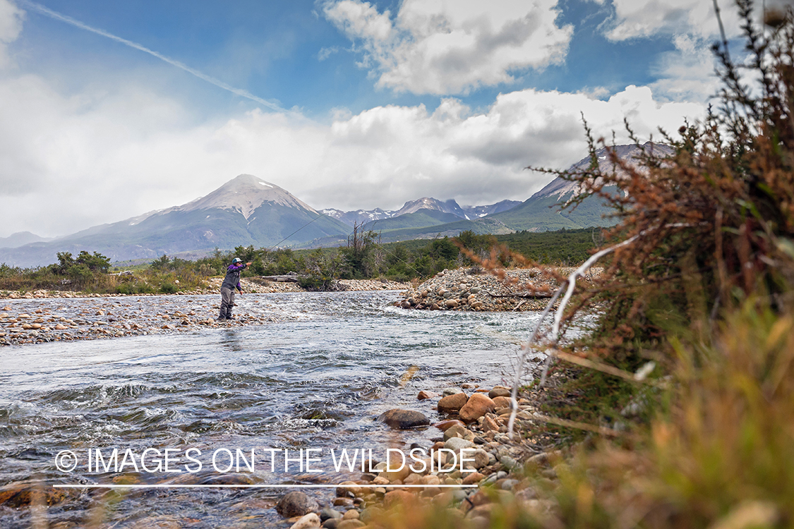 Woman fly fishing guide(Marcela Appelhanz) on stream.