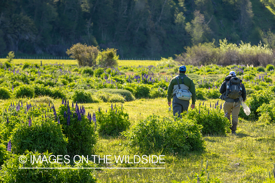 Flyfisherman and guide walking through field with lupins.