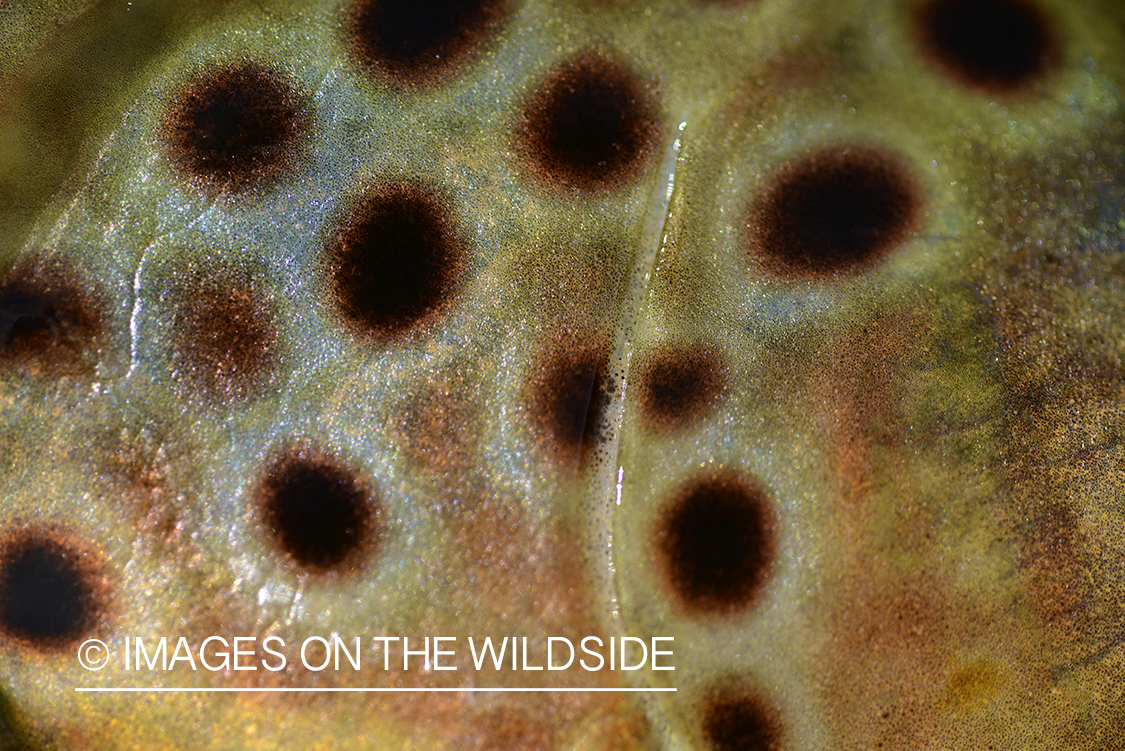 Closeup of brown trout.