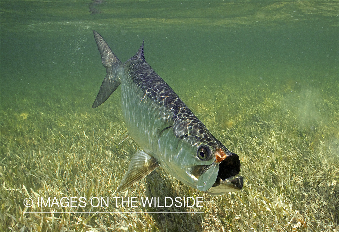 Tarpon underwater